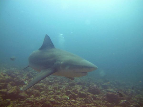 The Ultimate Guide to Diving With Bull Sharks at Bat Islands Costa Rica
