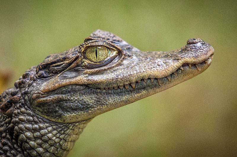 the face of a caiman