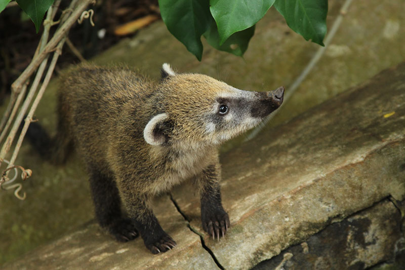 a coati