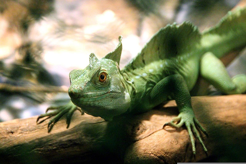 a common basilisk