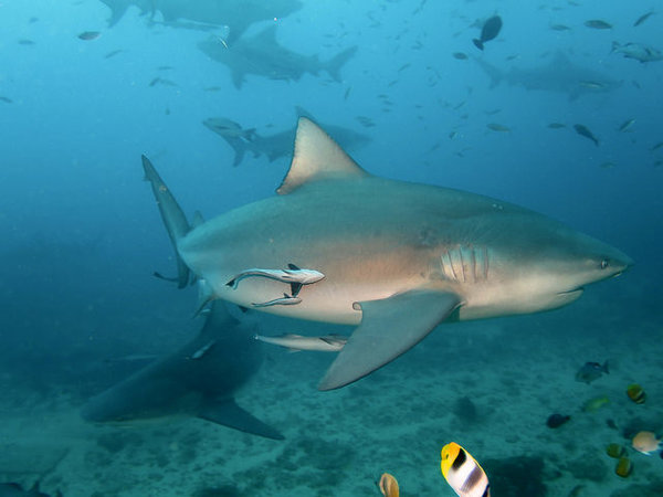 bull shark