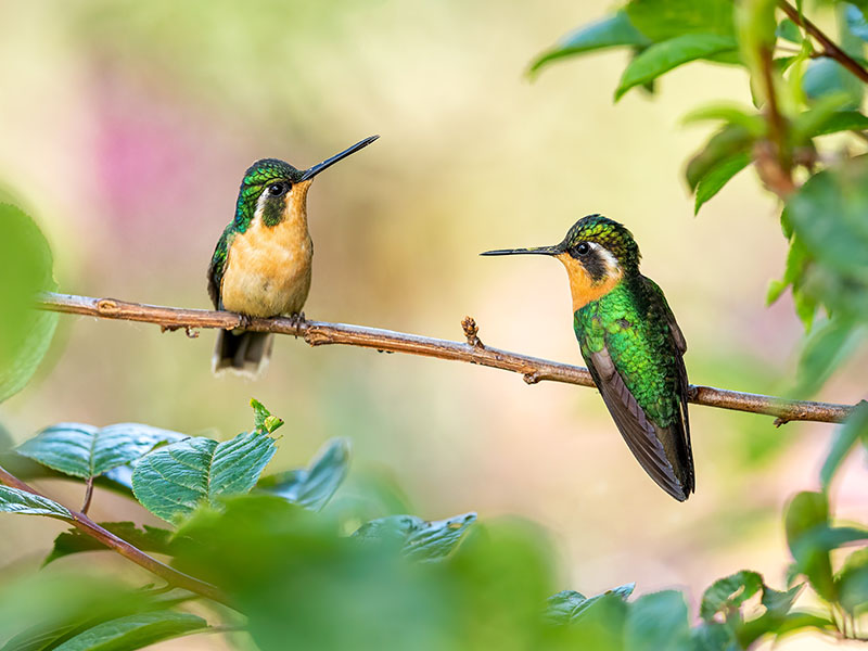 two hummingbirds
