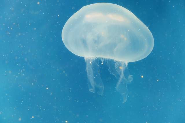 how to treat jellyfish stings