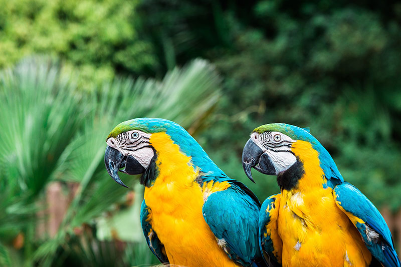 two macaws