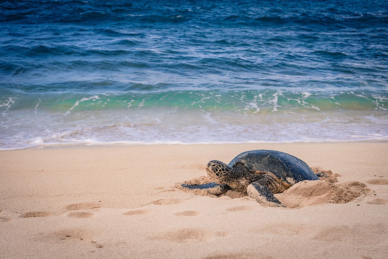 a sea turtle in the shore