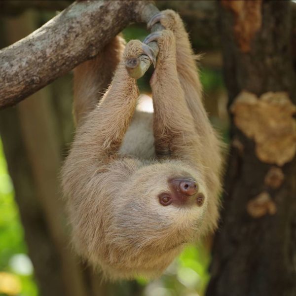 a sloth in a tree in costa rica