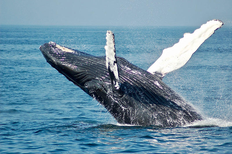 a whale