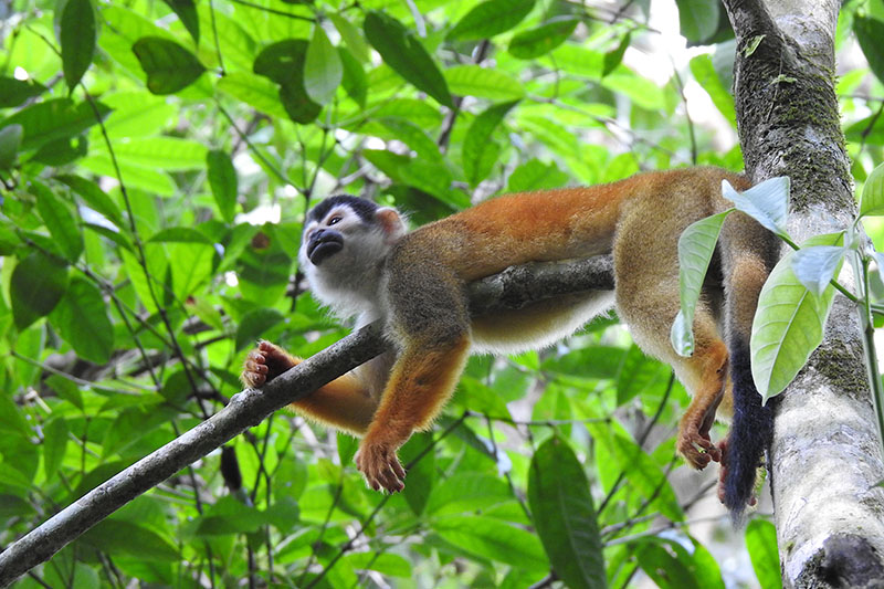 monkey at corcovado national park