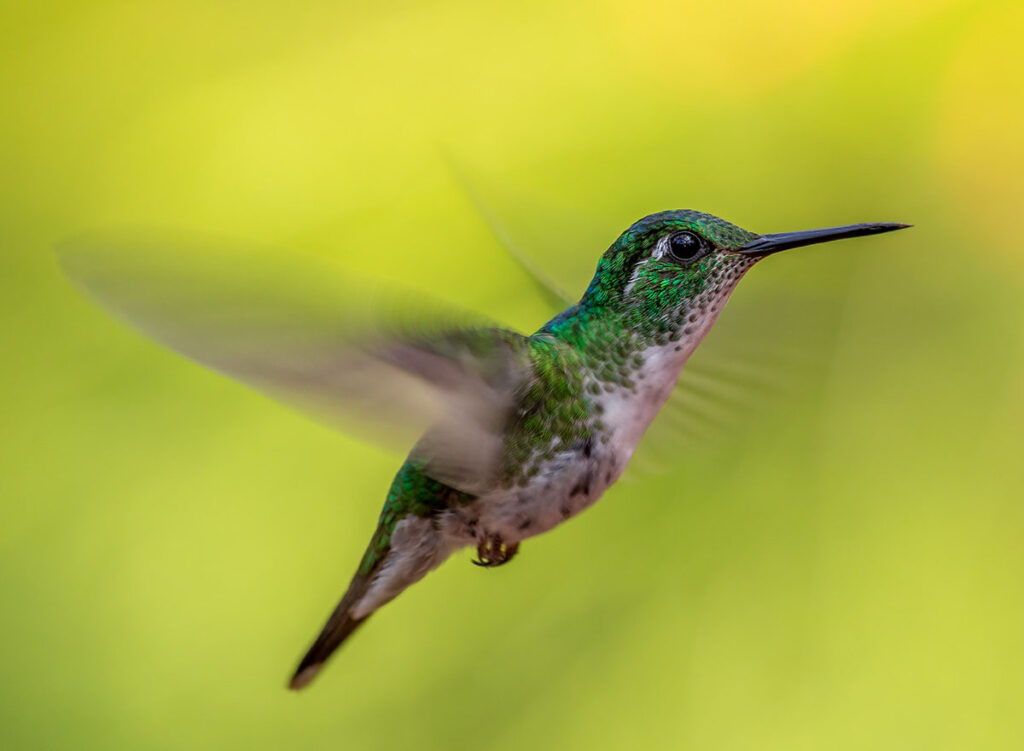 Hummingbird