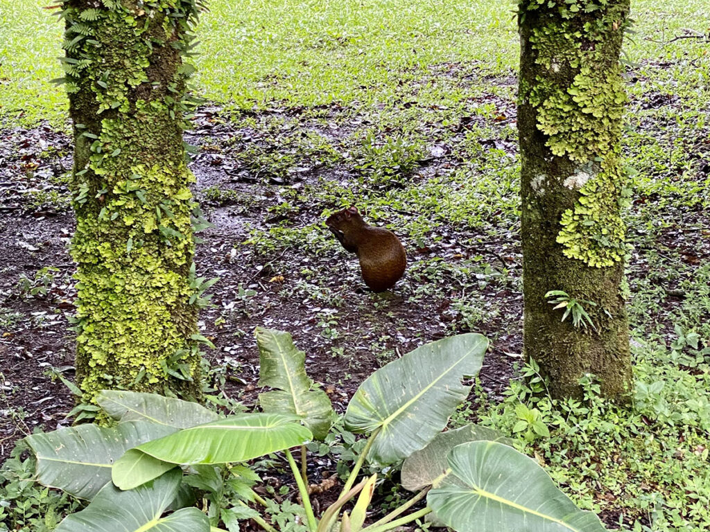 a photo of an agouti 