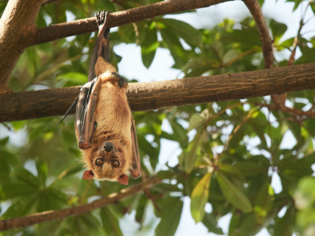 bat hanging upside down on a tree